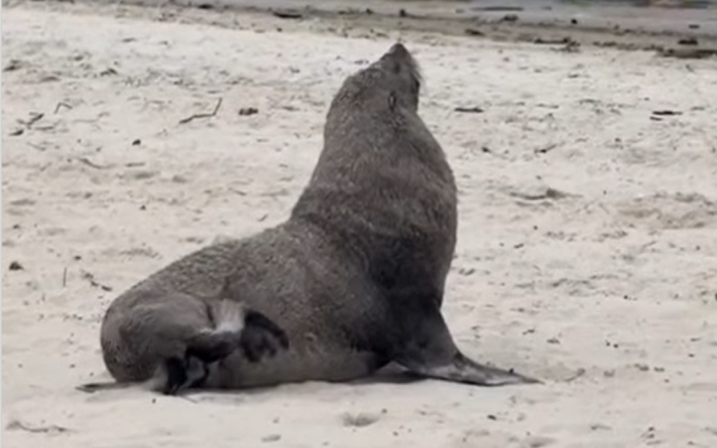 Depois de passar por Ipanema, lobo-marinho Joca é visto em Niterói e Maricá