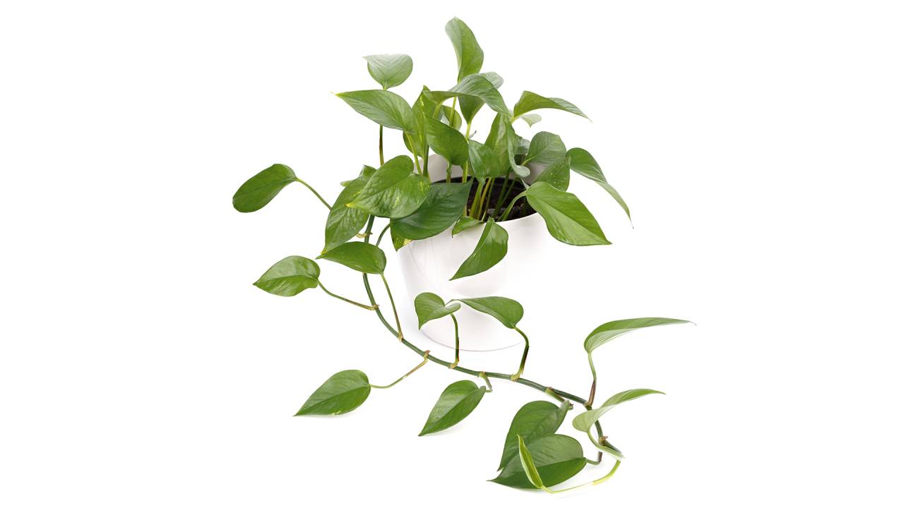 Jiboia