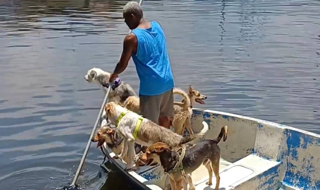 Como adotar os cachorrinhos que moram em barco na Urca