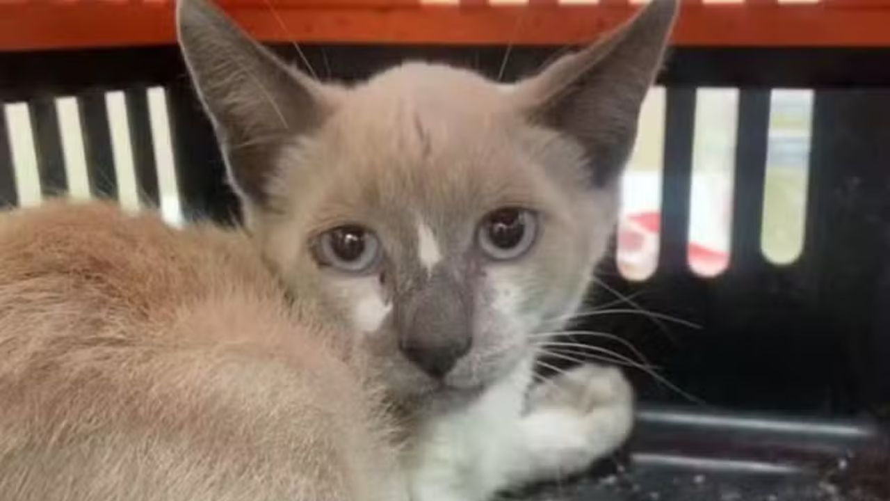 gato-resgatado