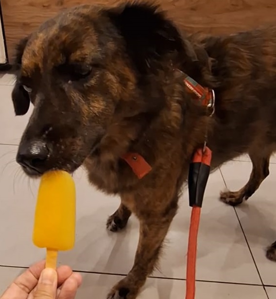 Cachorro lambendo um picolé.