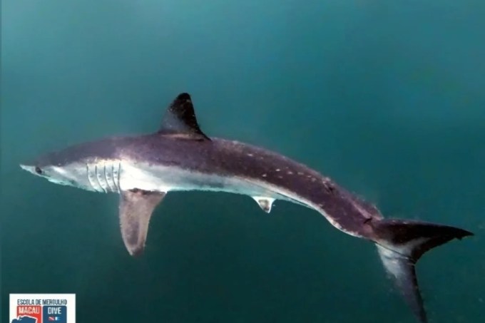 Incrivelmente nossa equipe e os clientes mergulhadores que estavam em nossa embarcação com destino ao Naufrágio Atlas no Arpoador, vimos um raro registro de um Tubarão Mako que se encontra em risco de extinção.Es