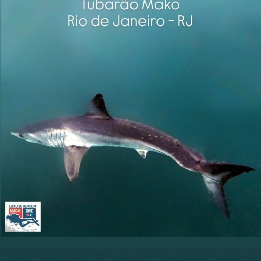 Tubarão ameaçado de extinção é flagrado pela primeira vez em Ipanema