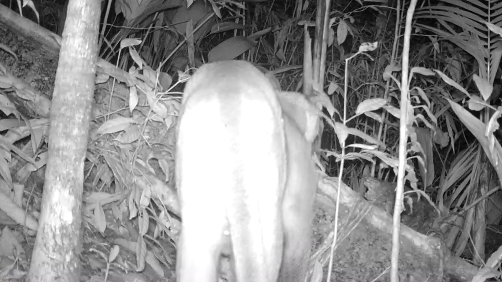 Onça-parda é flagrada pela primeira vez em parque da região serrana do Rio