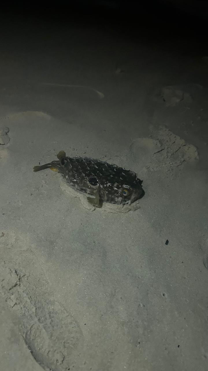 Já se viu de tudo em Copacabana, mas pisar em baiacu é a 1ª vez
