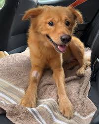 Simba