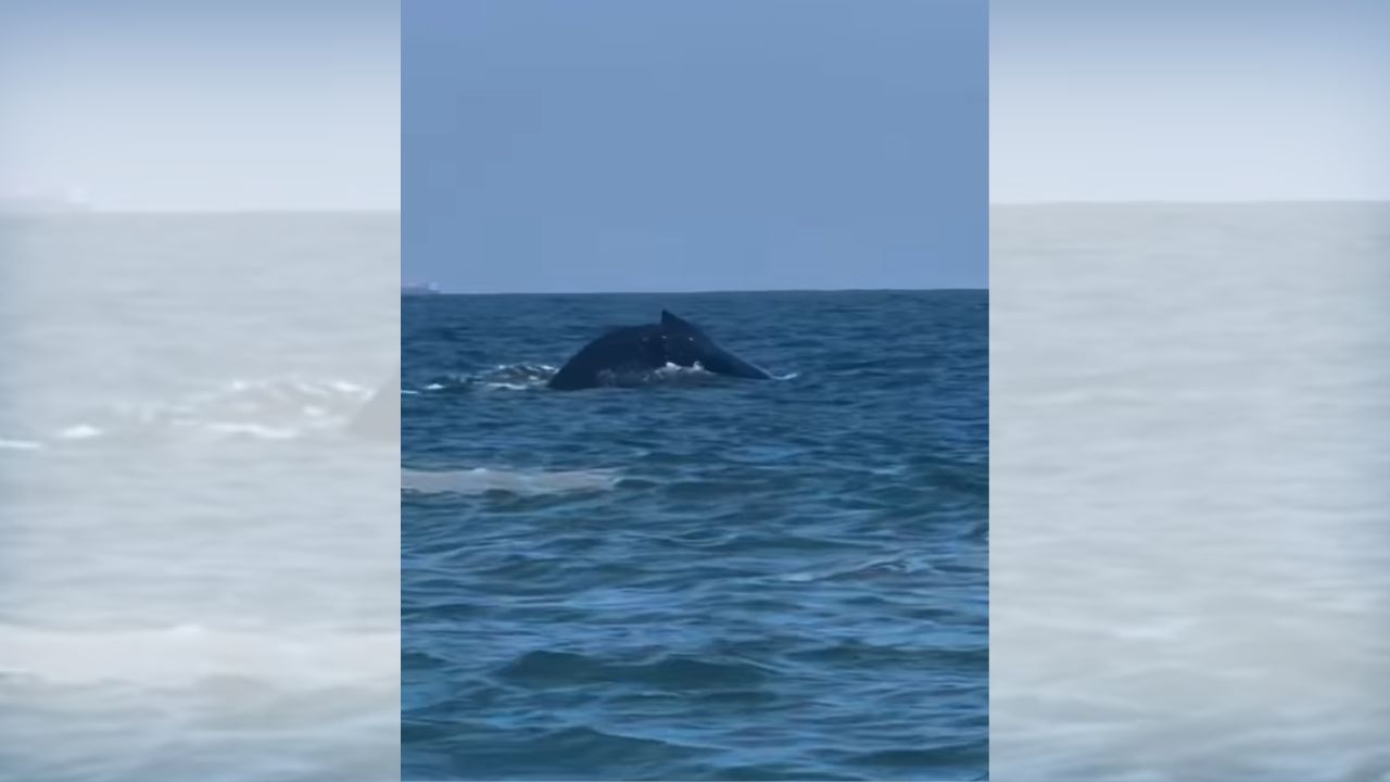 Elas chegaram! Baleia-jubarte encanta surfista na Barra da Tijuca