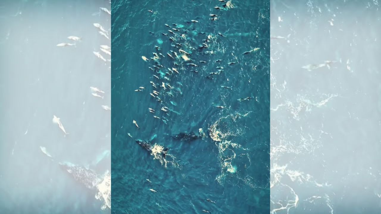 Espetáculo da natureza: o show de baleias e golfinhos em Arraial do Cabo