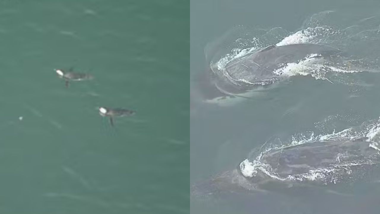 Que cenário! Baleias e pinguins são vistos na Praia da Barra
