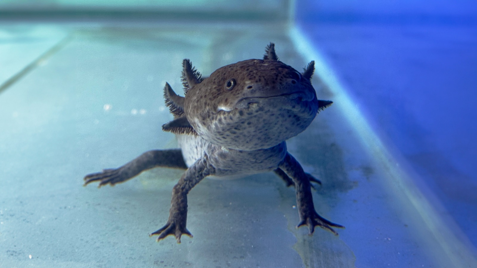 Bioparque inaugura espaço dos axalotes, anfíbios de “sorriso permanente”