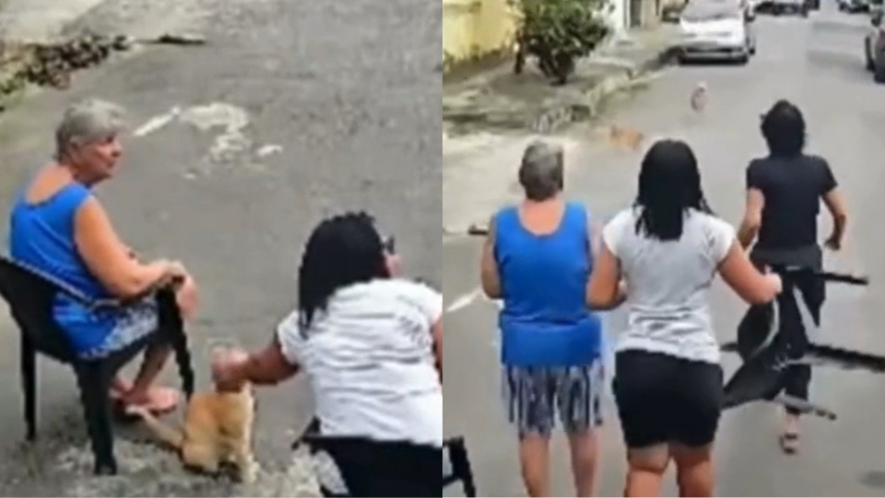 Viu o herói felino? Gato defende idosa de pitbull na Baixada Fluminense