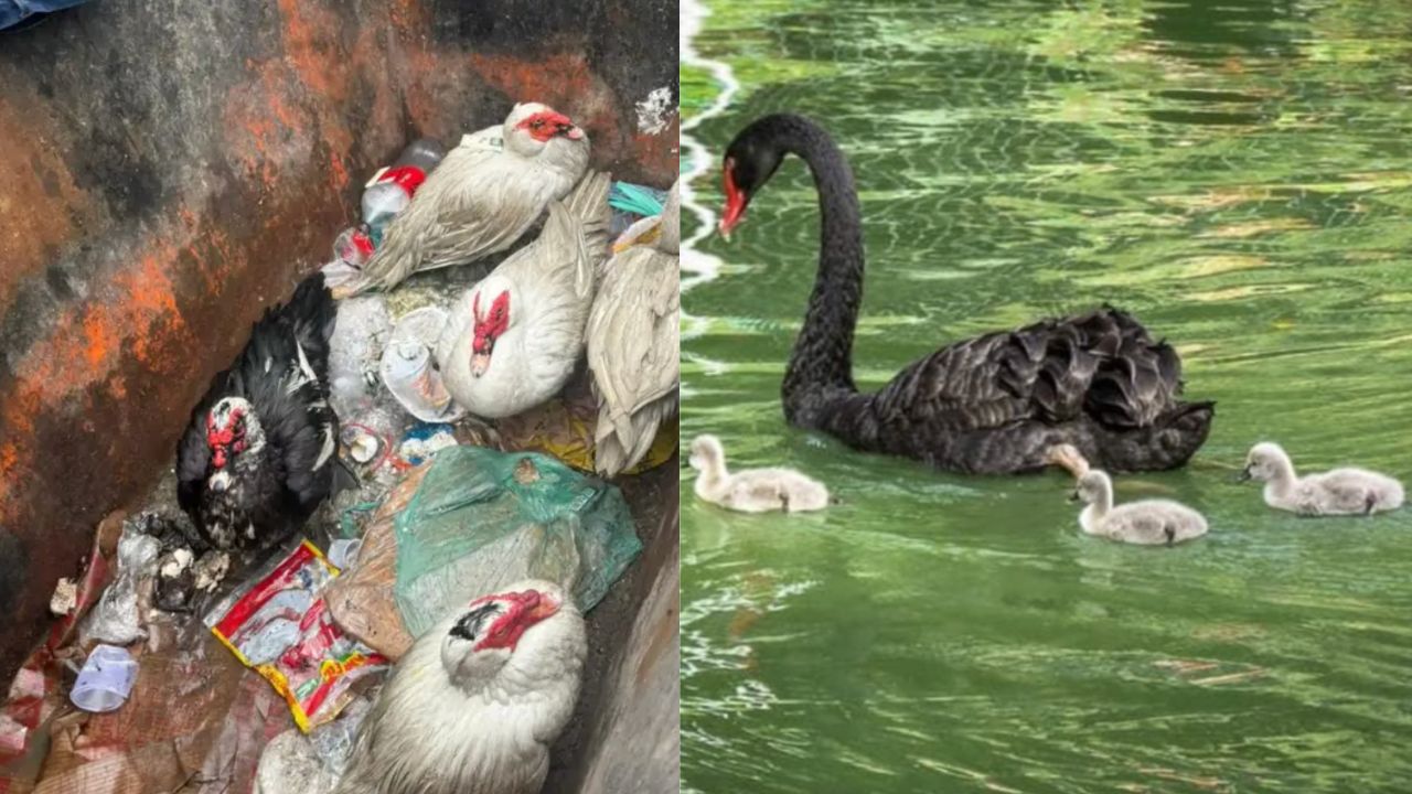 Patos e ganso encontrados no Centro foram roubados do Parque Guinle