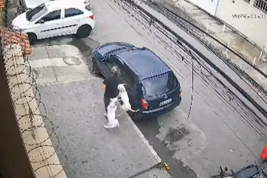 Mulher é atacada por dois pitbulls em Realengo. Veja o vídeo