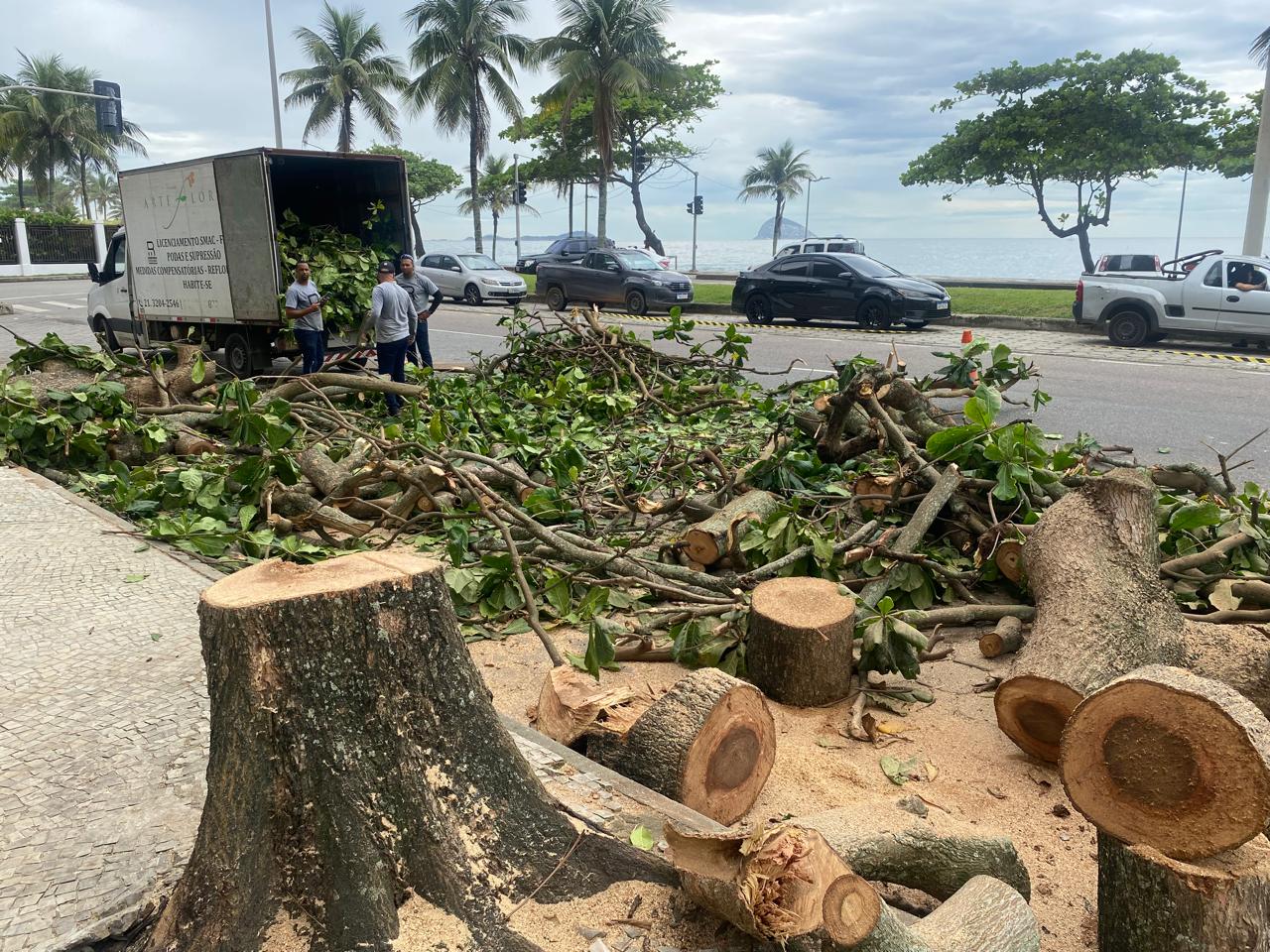 Derrubada de amendoeiras provoca revolta e possível reação em São Conrado