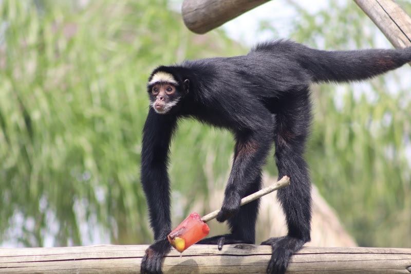 No calorão carioca, animais do BioParque ganham picolés para se refrescar