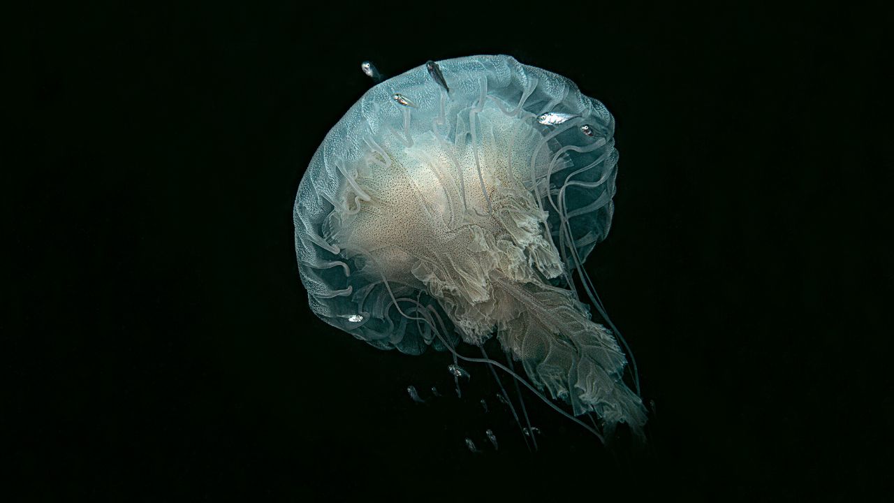 Pelos Mares do Mundo 2: livro expõe imagens inéditas do fundo do oceano