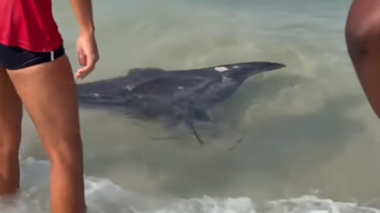 Arraia é vista na beirinha do mar da Barra da Tijuca. Assista ao vídeo