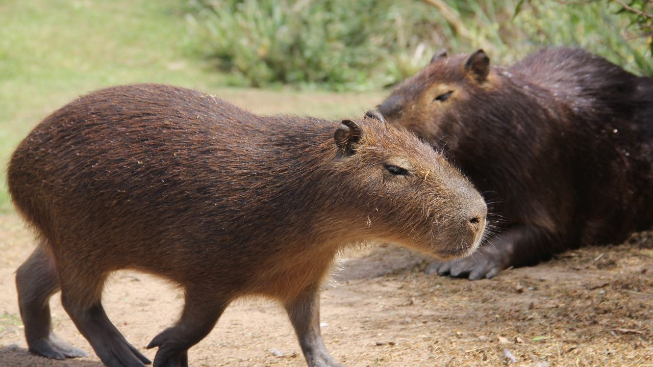 BioParque abre votação para nome do novo casal de capivaras; veja opções