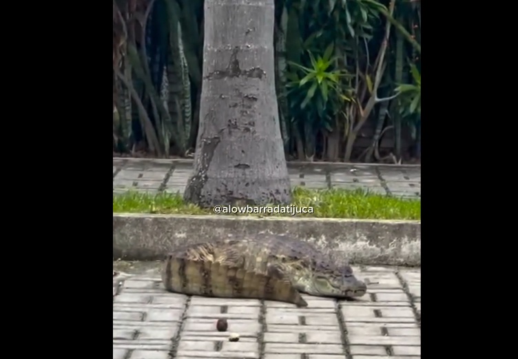 Jacaré no Novo Leblon? Cada vez mais comum (vídeo)