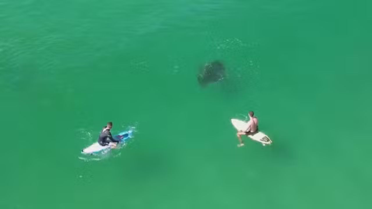 Raia é flagrada nadando entre surfistas na Praia da Macumba; veja vídeo