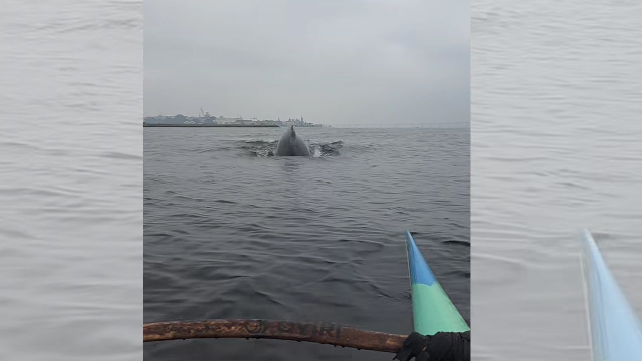 Baleia está presa na Baía de Guanabara?