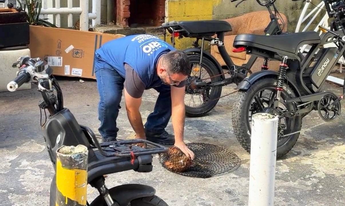 Que fim levaram as galinhas de Ipanema, faladas aqui?