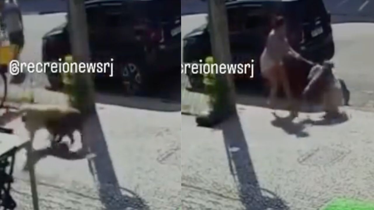 O relato assustador de moradora do Recreio atacada por pitbull