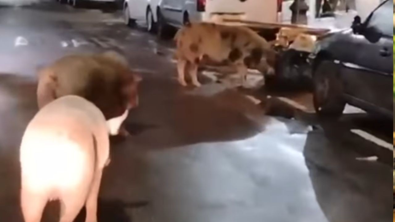 Viu isso? Porcos circulam livremente pela Rua Assunção, em Botafogo