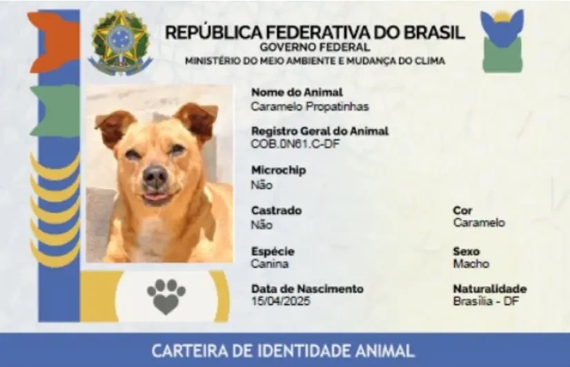 Já fez o RG do seu pet? Saiba como inscrever animais no SinPatinhas
