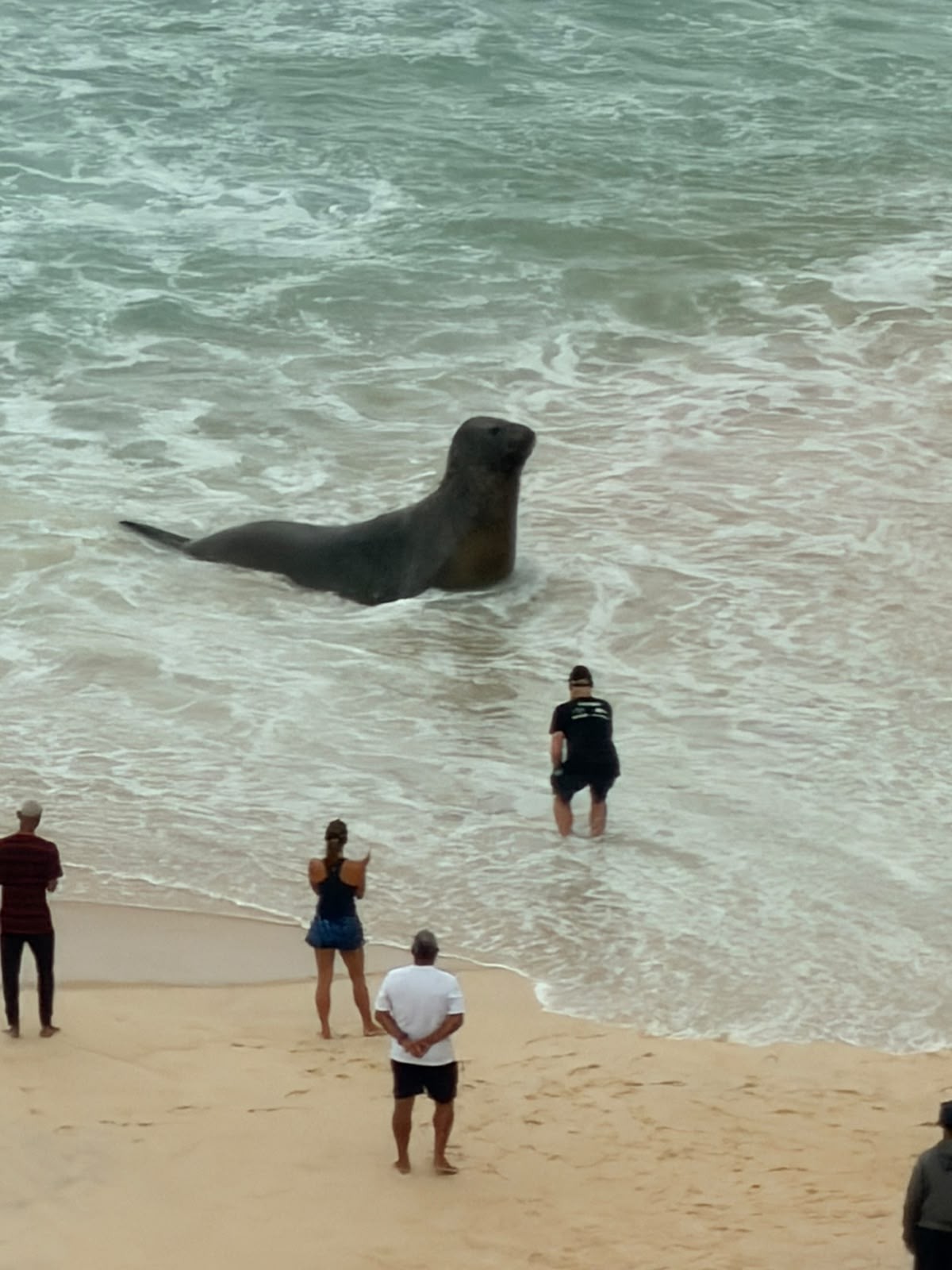 Elefante-marinho fica incomodado com plateia em São Conrado (vídeos)